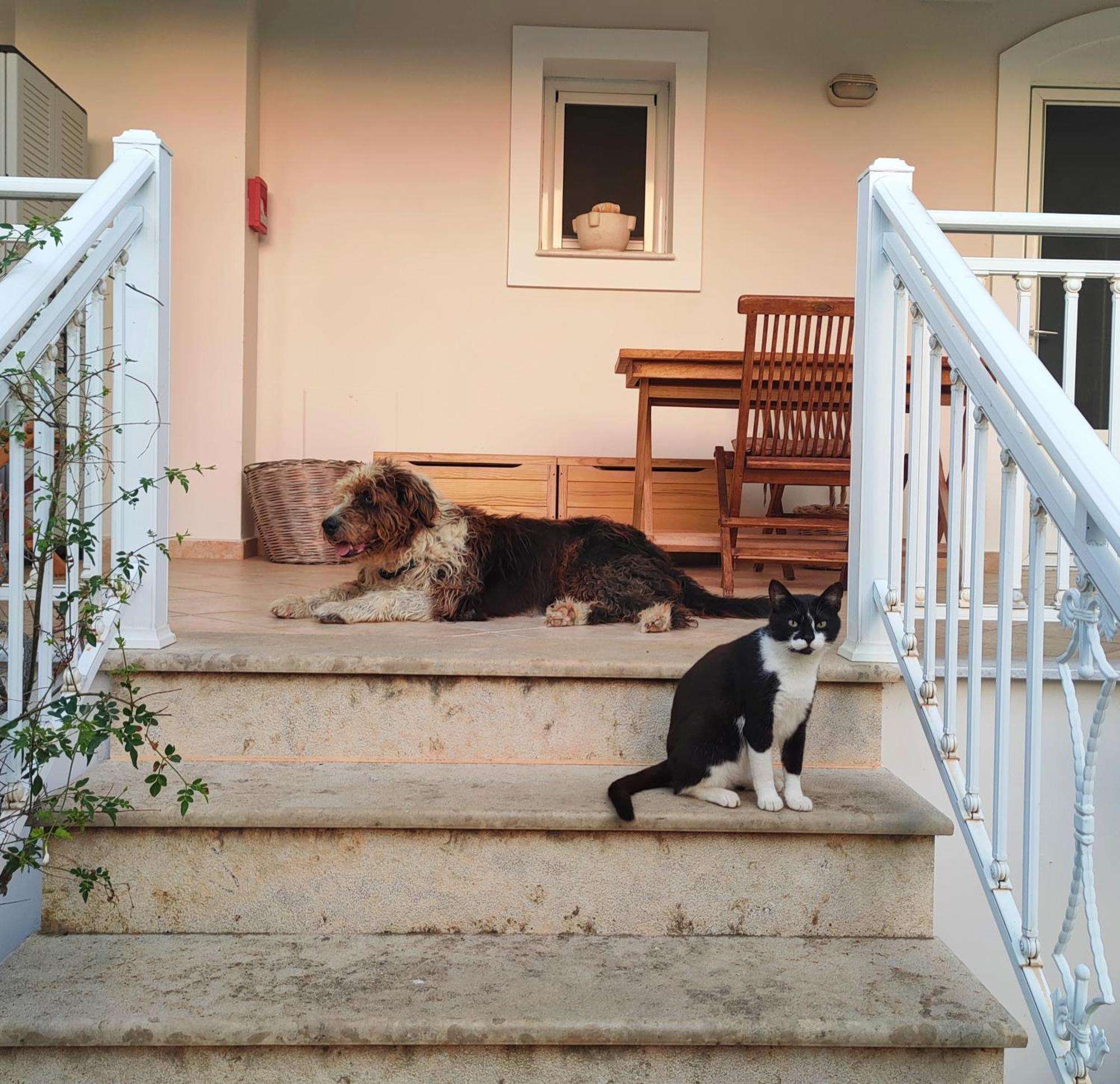 Kalamies - Secluded Beach Apartments Skala (Kefalonia) Exterior foto